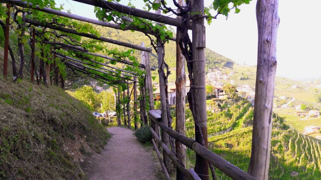 Collinadi Santo Stefano di Cartizze -Valdobbiadene. Copyright foto Manuela Di Luccio